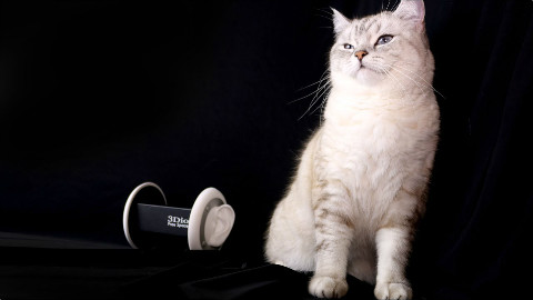 ASMR cat Eating, Ear Licking